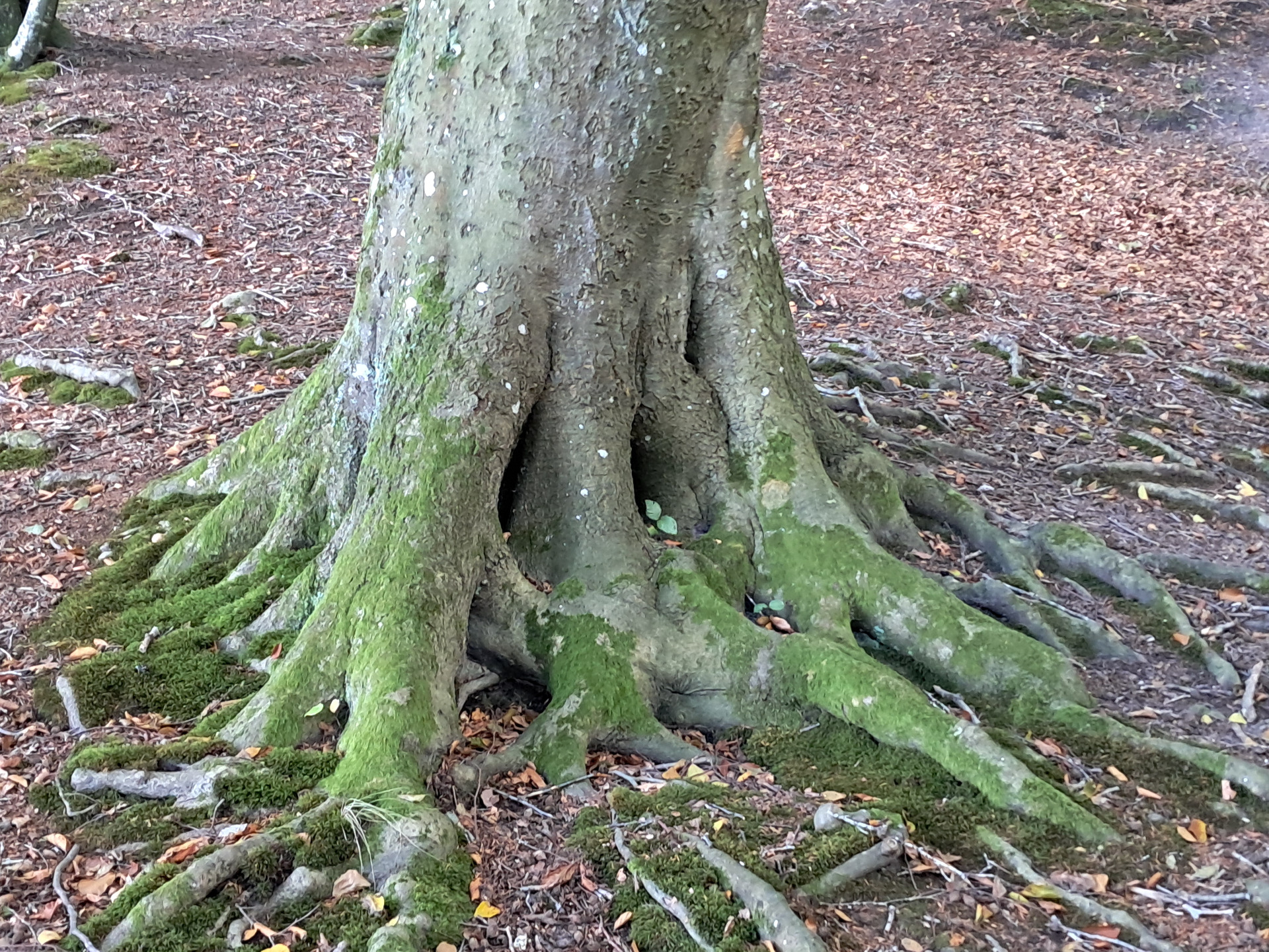 Grounding-ned i kroppen